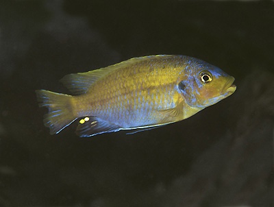 Petrotilapia flaviventris 'Undu Reef'